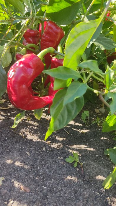 Домашний Горький перец