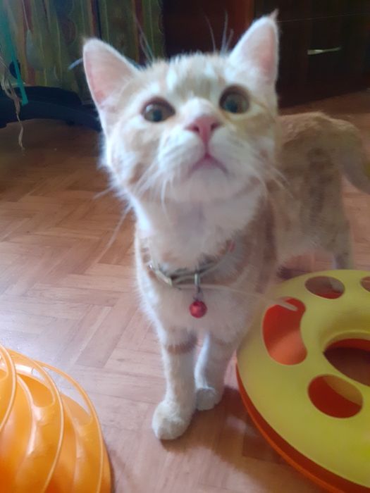 Отдам котёнка девочку 4 месяца