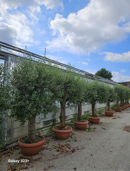 Plante ornamentale Premium | doar la Garden Devis