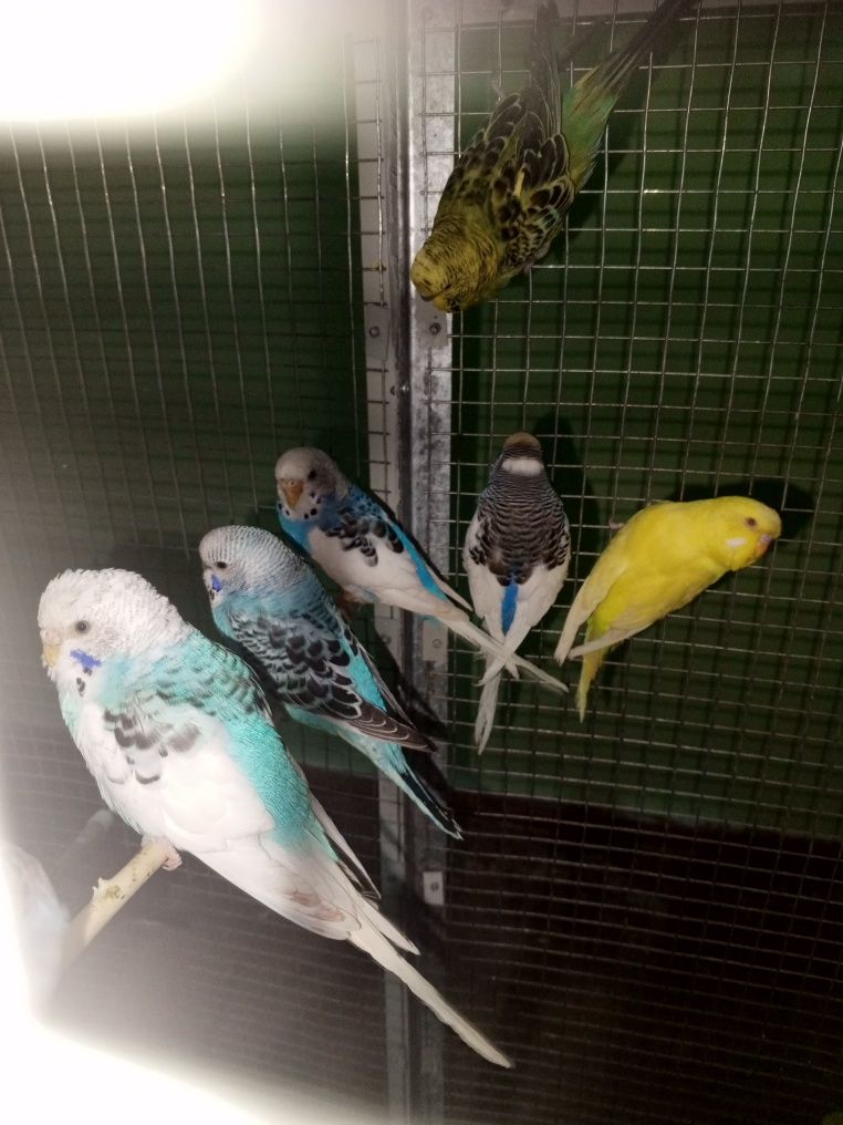 Har xil turdagi qushlar sotiladi tuxumle bolale hammasidan bor va sogʻ