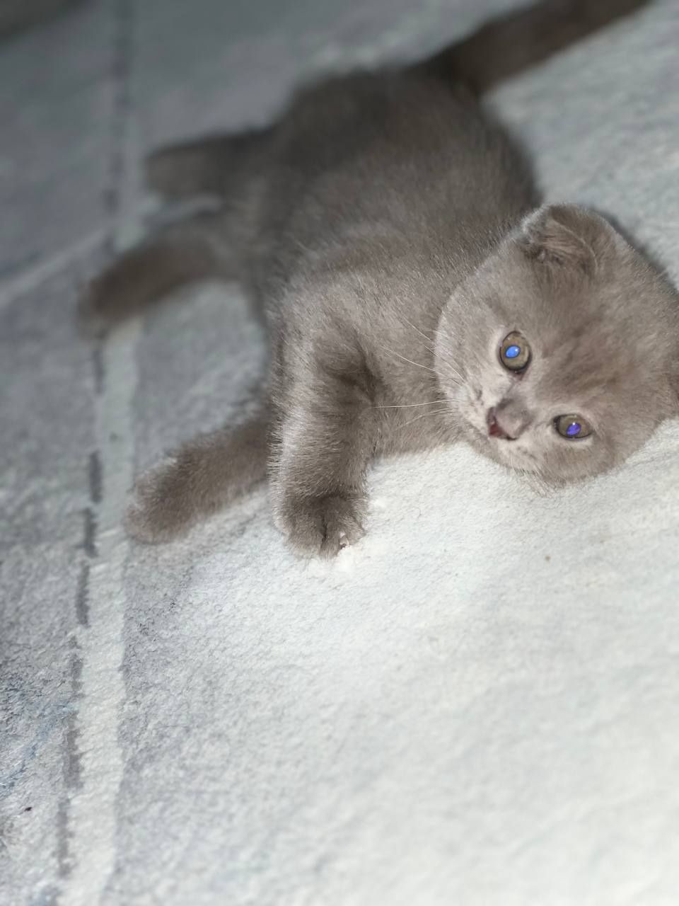 Продаётся  кошки