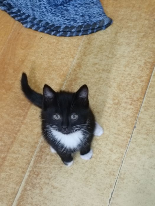 Отдам котят в хорошие руки
