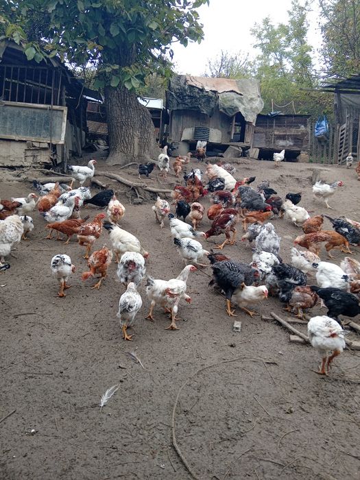Vând găini,puii de două categorii mari și mici și iepuri