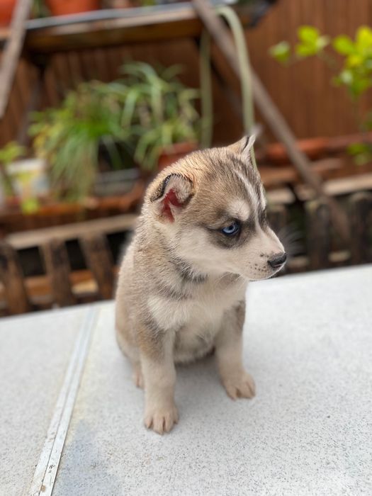 Femela husky siberian, exemplar deosebit!