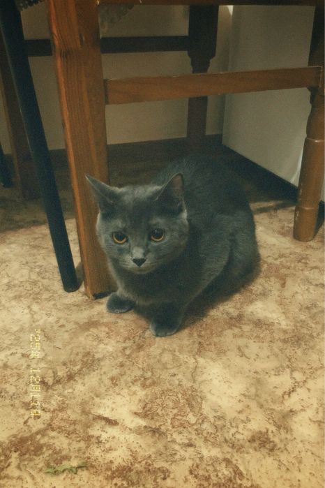 Домашняя кошка, 1 год