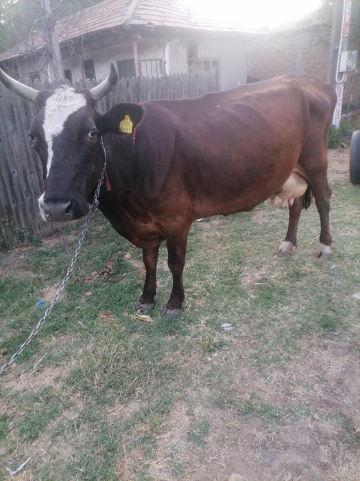Vaca cu lapte de vanzare