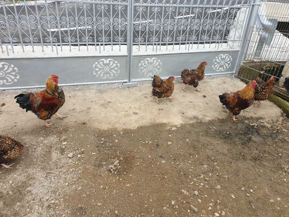 Găini și cocoși Wyandotte Gsg