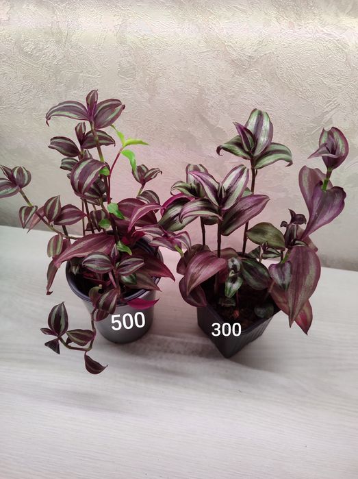 Цветы в дом  разные