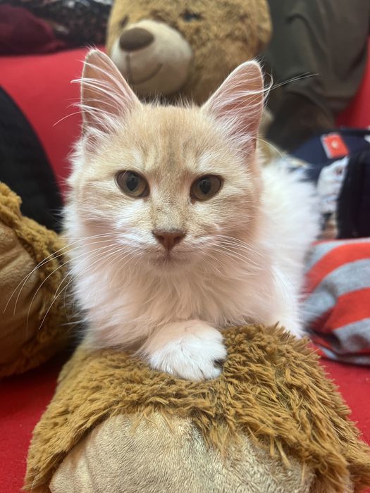 Подарявам женско коте