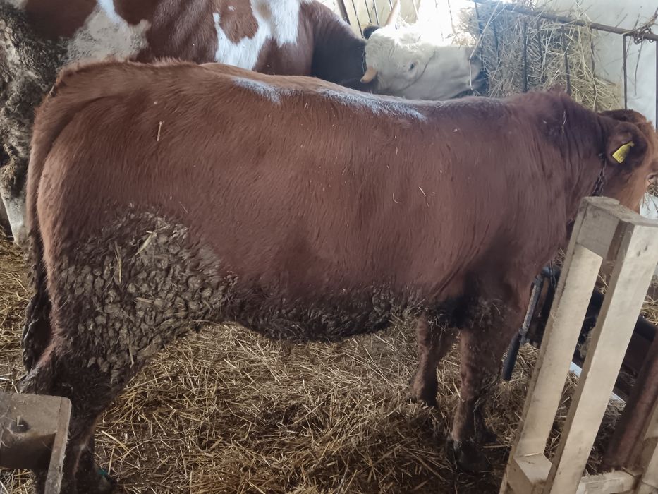 Vițel pentru sacrificat