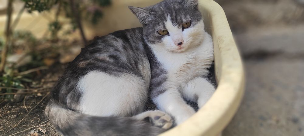 Отдам катенка девочка(5 месяцев)