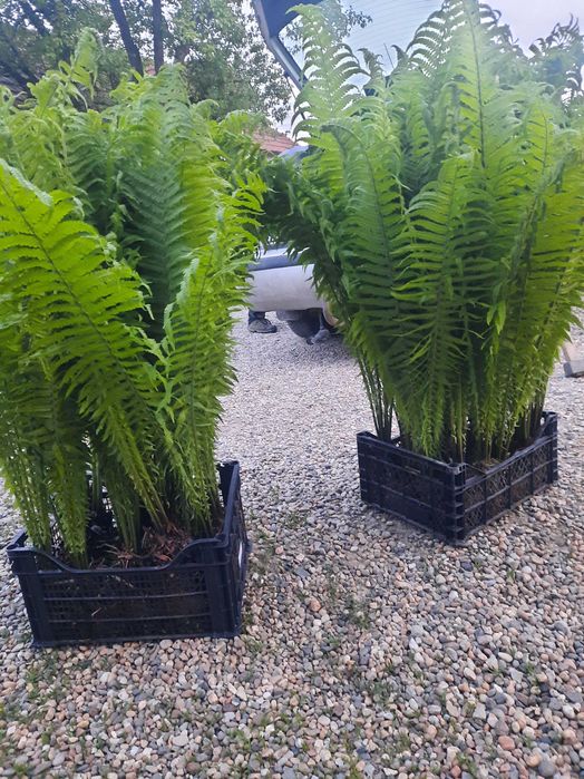 Feriga (Matteuccia Struthiopteris), prefera umbra, rezistenta la ger