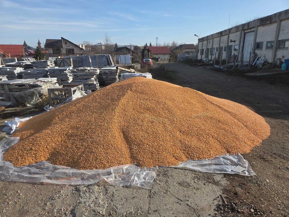 Vand porumb. Botosani