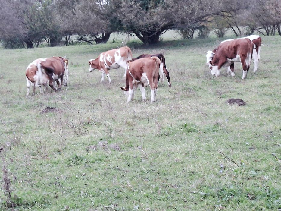 20 vaci de vânzare