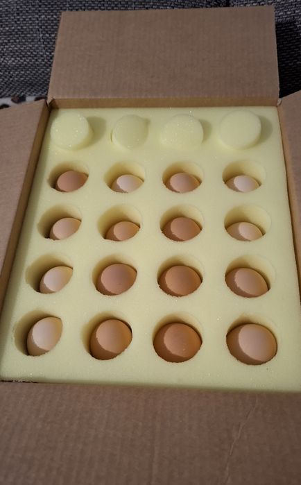 Vand ouă Jersey Giant Găina Uriașă.