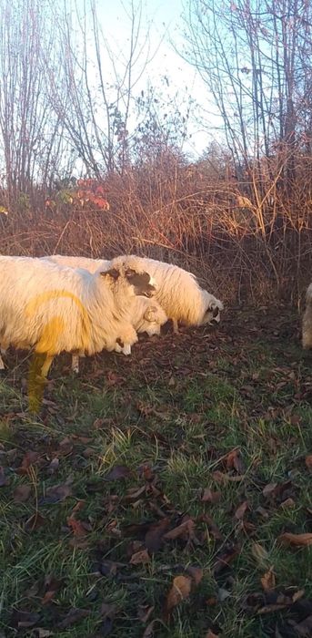 Vând șase oi bune de ținut