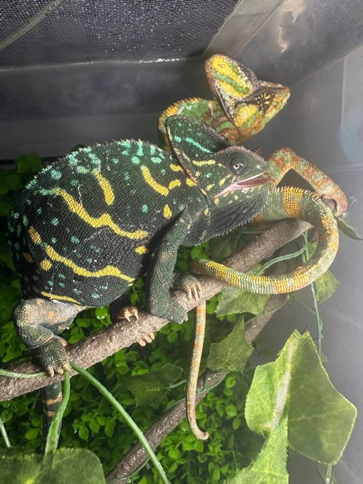 Йеменский хамелеон девочка подробности по телеграмму 9 месяцев