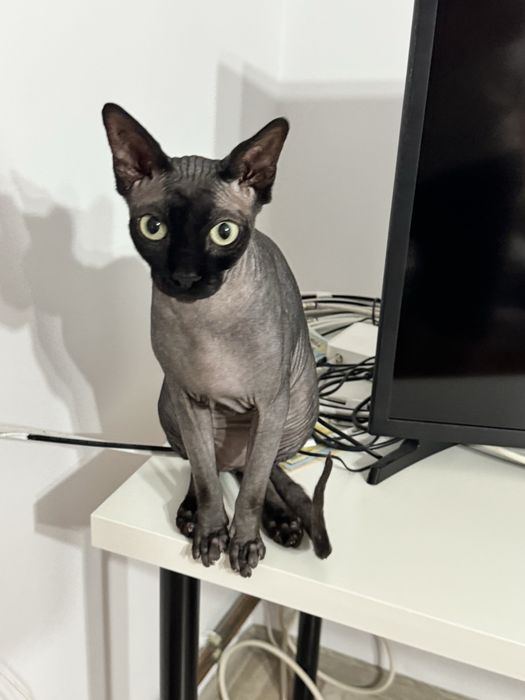 Pisica Sphynx adorabila