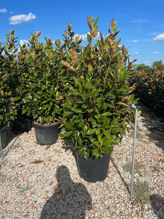 Magnolia grandiflora avem mai multe dimensiuni