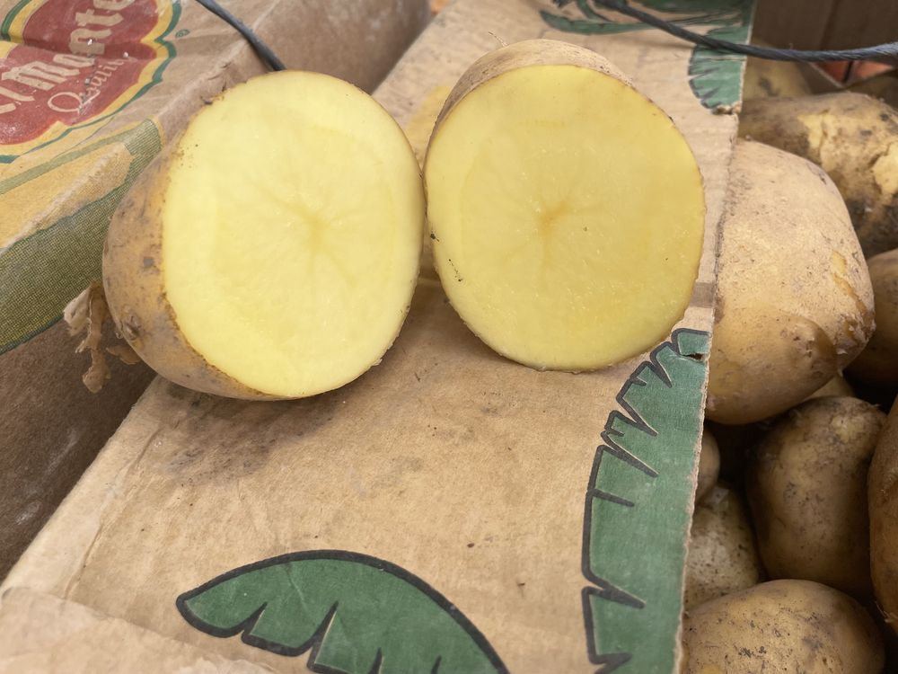 Продам картофель оптом
