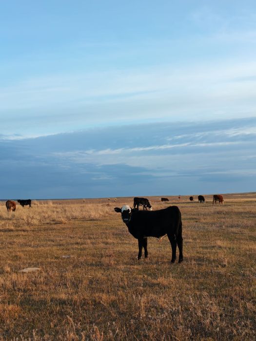 Подсос бұзаулар сатылады