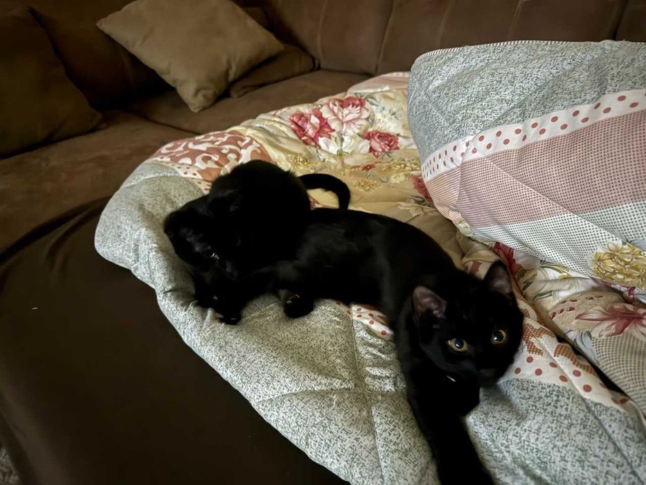 Котята, 2 месяца, бесплатно, Ташкент