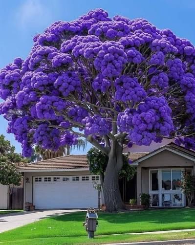Jacaranda mimosifolia