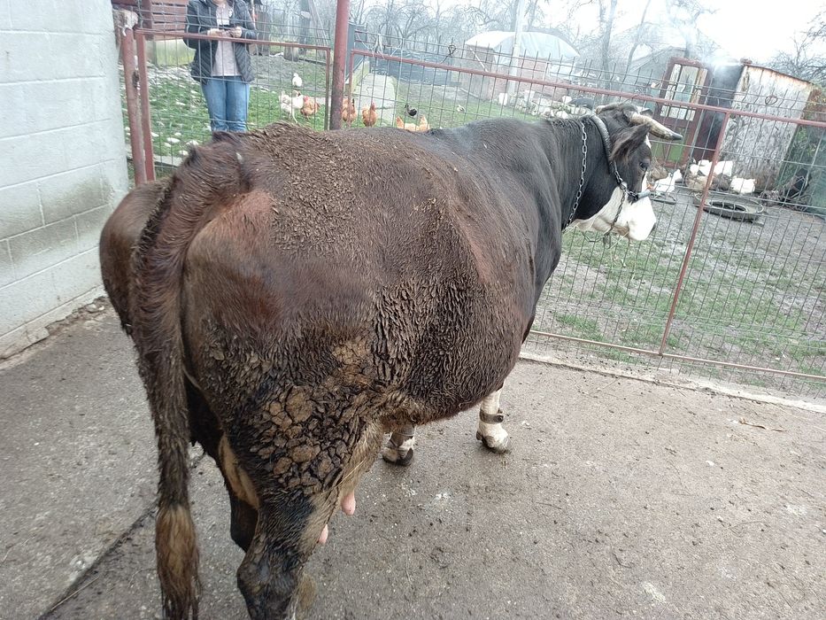 Vind vacă brună românească