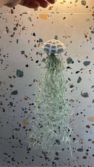 Plante aeriene de vanzare