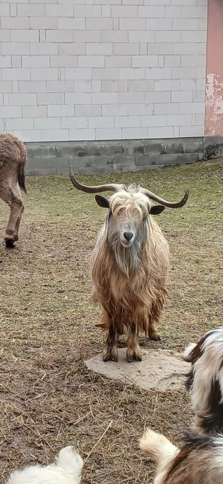 Vând țap de reproducere 3ani