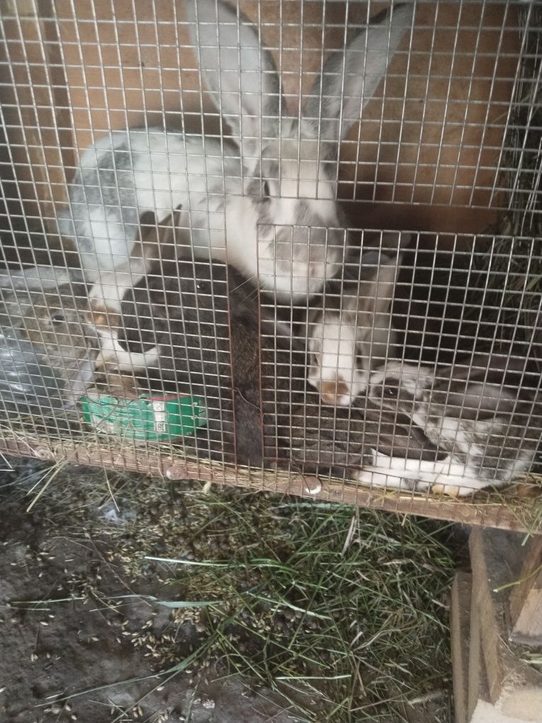 Продам кроликов и крольчат