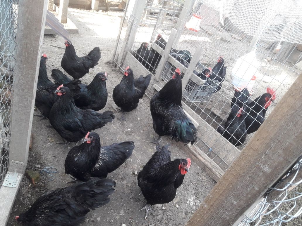 Vând ouă rasă găini Australop negru