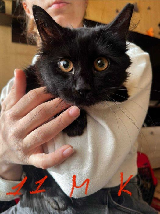 Спешно - Домашни котки се нуждаят от Приемен / Постоянен дом