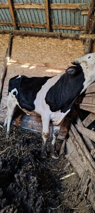 Vând taure de prăsilă și tăuraș