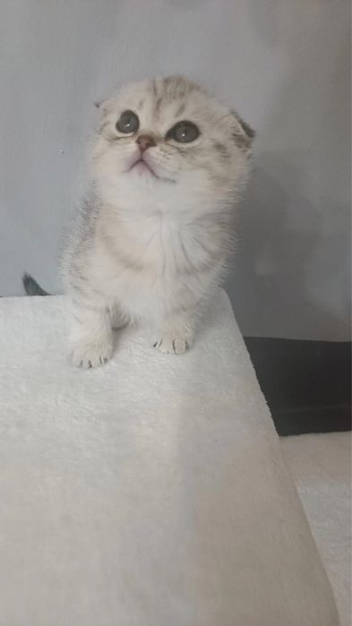 Вязка, случка кота