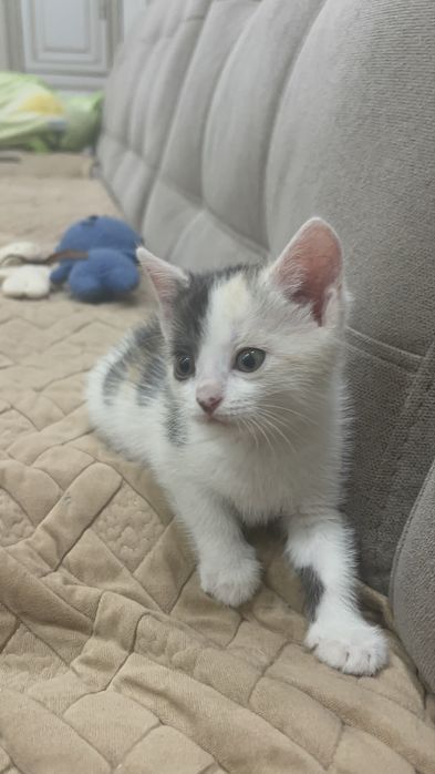 Катёнок 2 месяцев