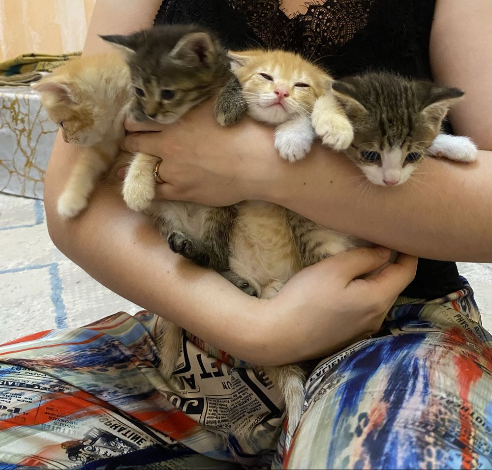 Отдам котят в добрые руки