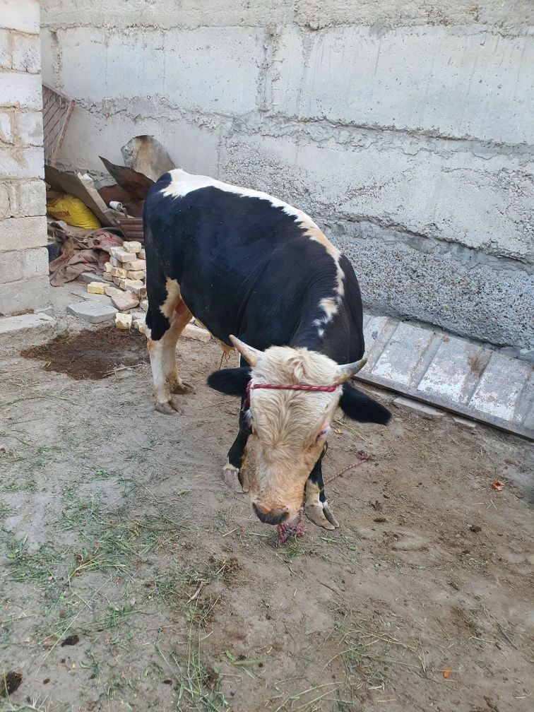 Buqacha sotiladi