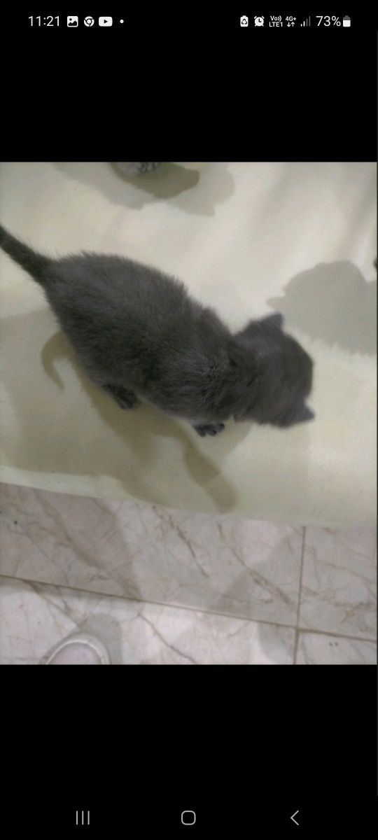 Котенца  със средно дълъг косъм