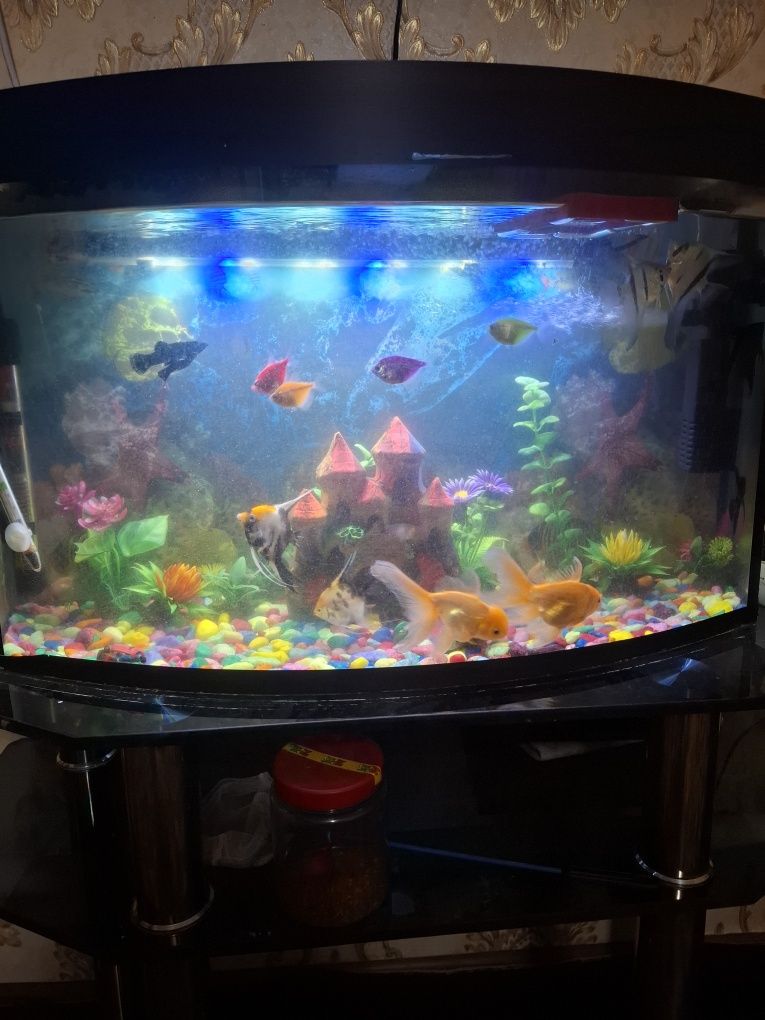 Akvarium  baliqlari blan