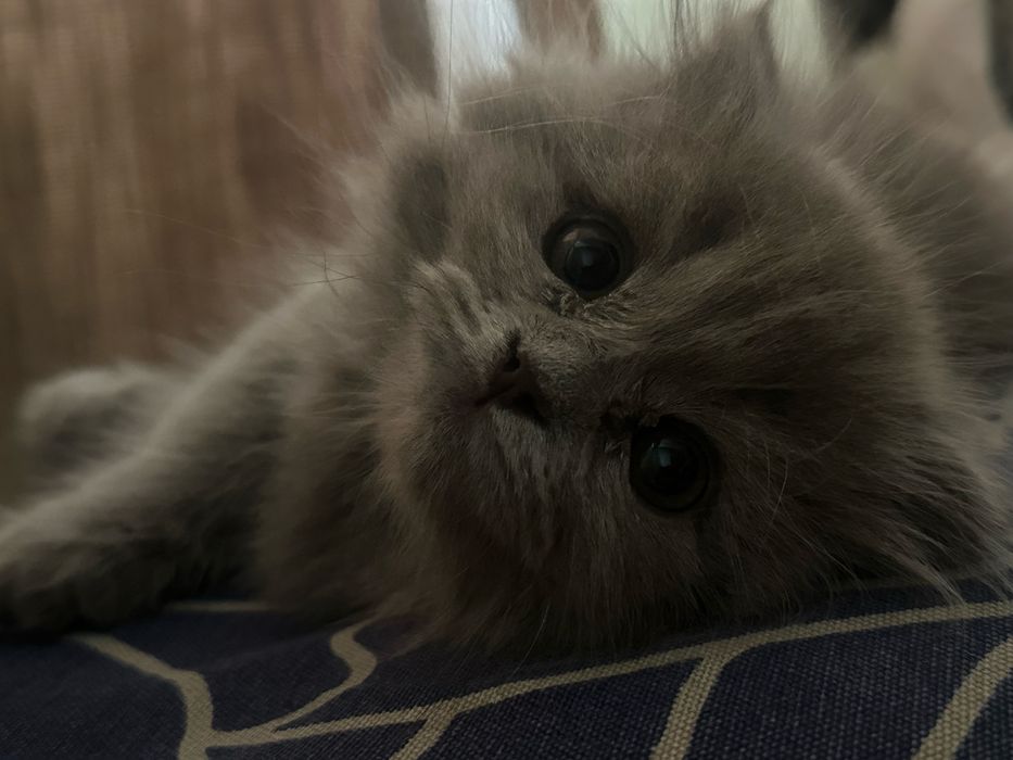 Котенок вислоухий шотланд