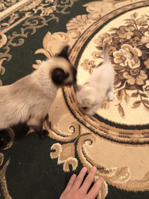 Сиямская кошка продам