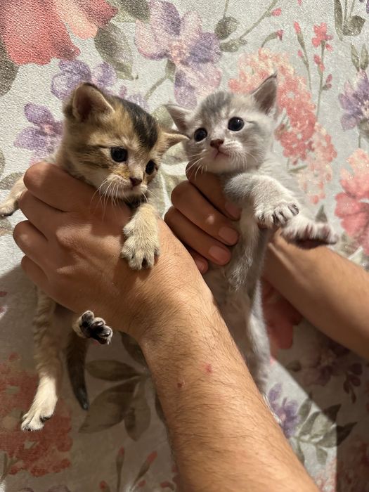 Скотиш фолд и страйд