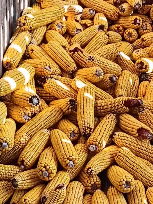 vand porumb stiulete productie 2025