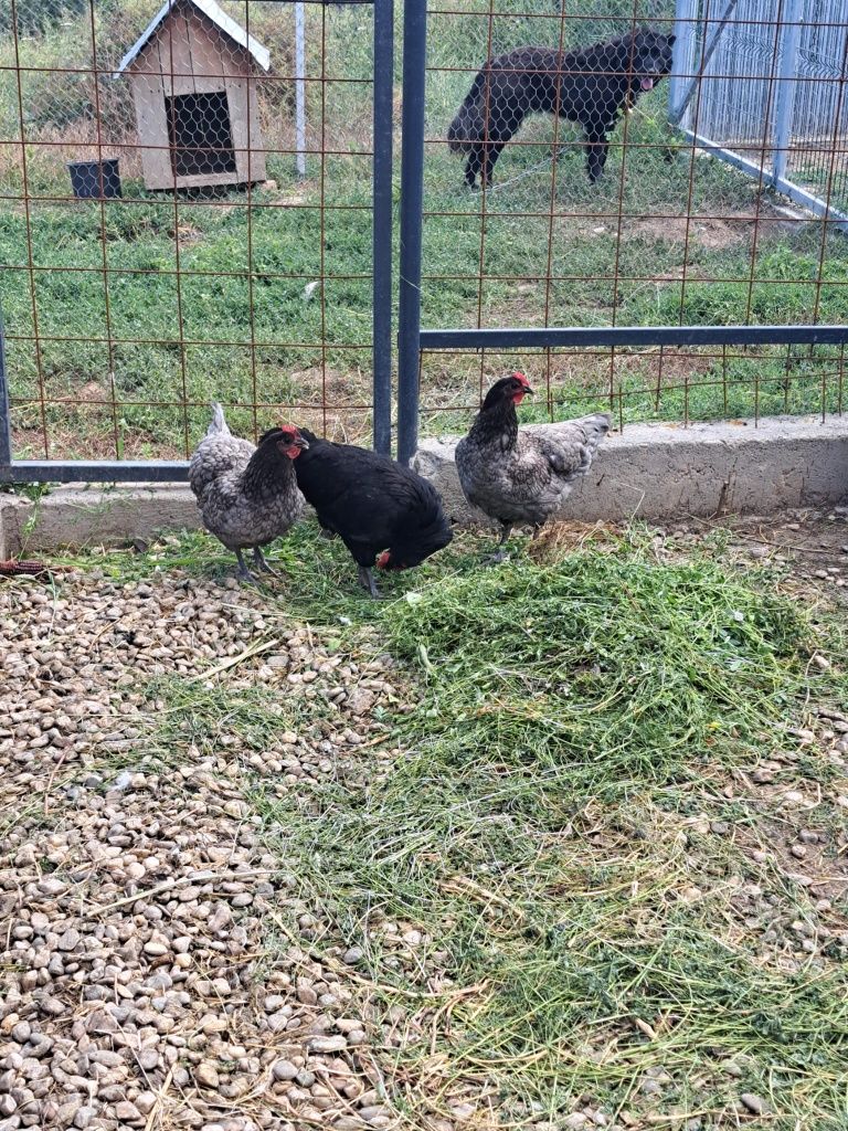 Vând familie de găini australorp