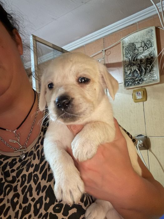 Labrador cu pedigree FCI