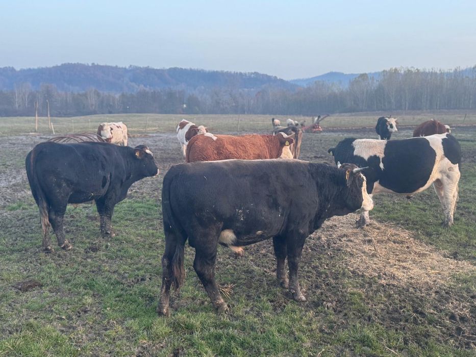 Vand tairi, baltata romaneasca