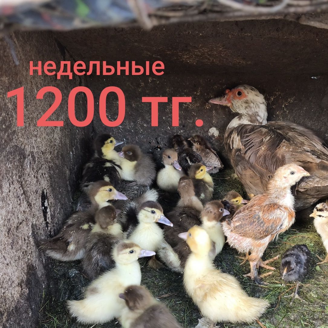 Продам индоутят разного возроста