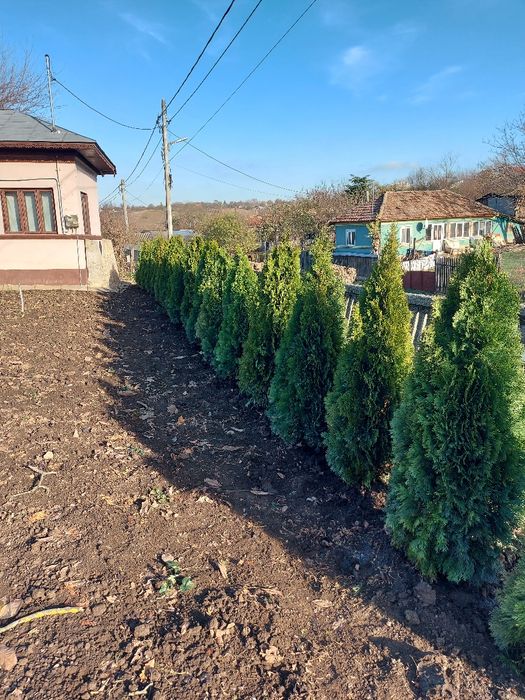 Gazon Rulou Plante Ornamentale  Exterior