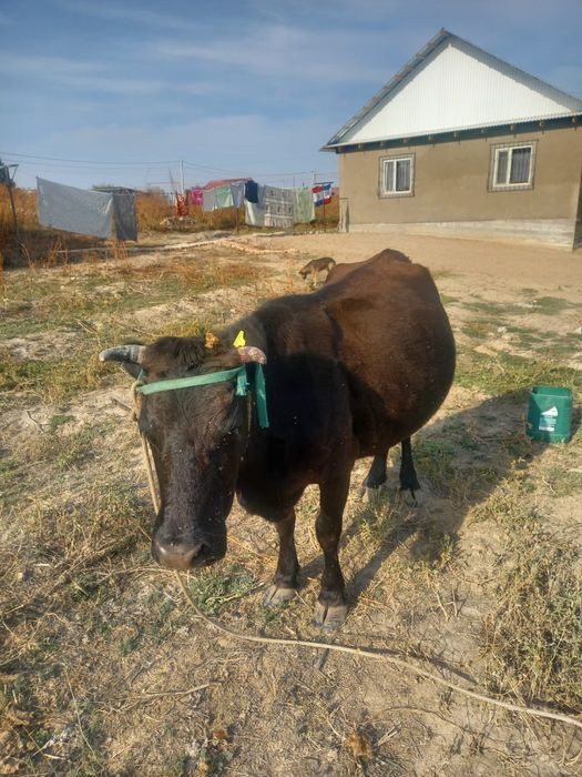 Продам стельную ,высокодойную корову